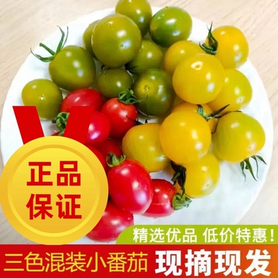 现摘彩色小番茄混装酸甜三色圣女果减脂沙拉蔬菜新鲜小柿子