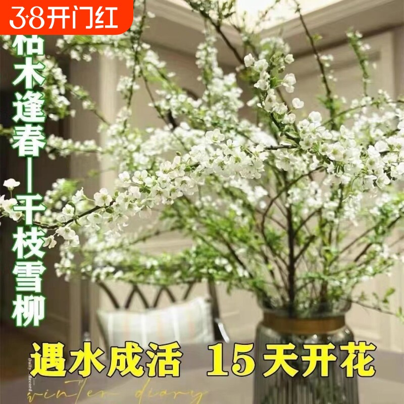 雪柳鲜枝盆栽水养干枝水培植物耐寒室内雪花花卉绿植遇水开花客厅