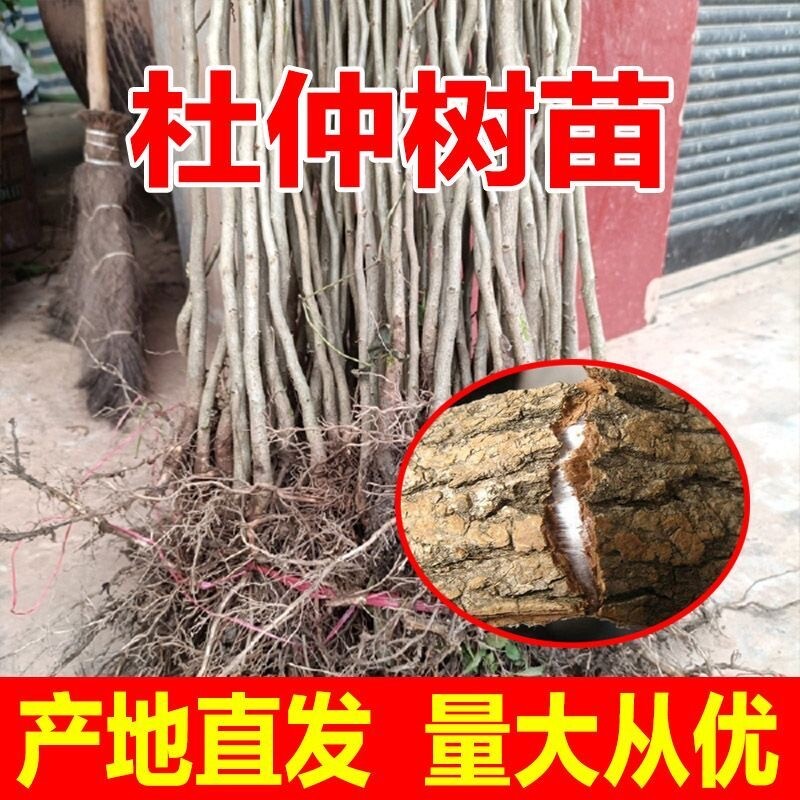 正宗中药材杜仲树苗 经济造林苗 保湿发货移栽易活杜仲种苗