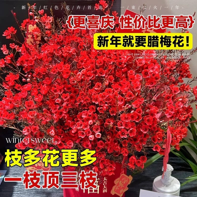 澳洲腊梅鲜花水培鲜枝鲜花云南基地直发室内鲜切年宵花卉花束摆件