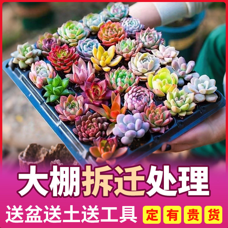 多肉植物室内带盆组合小盆栽带桩大颗好养活多品种花卉绿植营养土