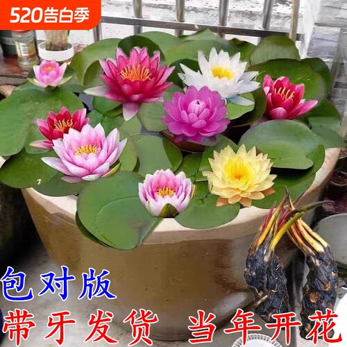 大睡莲根块睡莲花水培植物四季莲花盆栽水养荷花睡莲根茎耐寒鱼缸