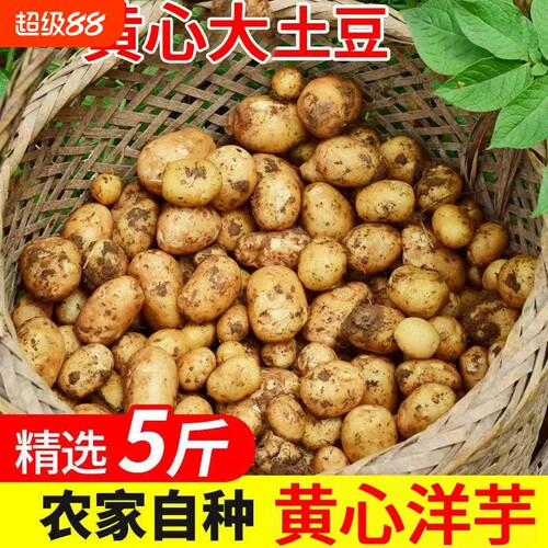 云南小土豆新鲜迷你小土豆