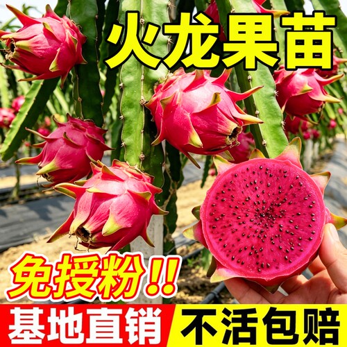 【免授粉】只买一棵也能结果！