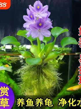 凤眼莲水草浮萍鱼缸净化水生植物
