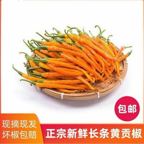 黄贡椒黄辣椒新鲜辣大瑶山产地直发现摘新鲜泡椒剁椒长条辣椒