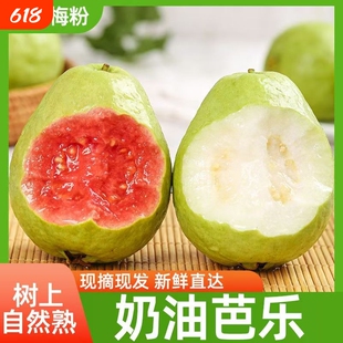 广西红心芭乐香甜番石榴新鲜软心水果当季应季红软双拼现摘脆甜