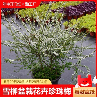 雪柳植物喷花苗盆栽卉绿珍珠