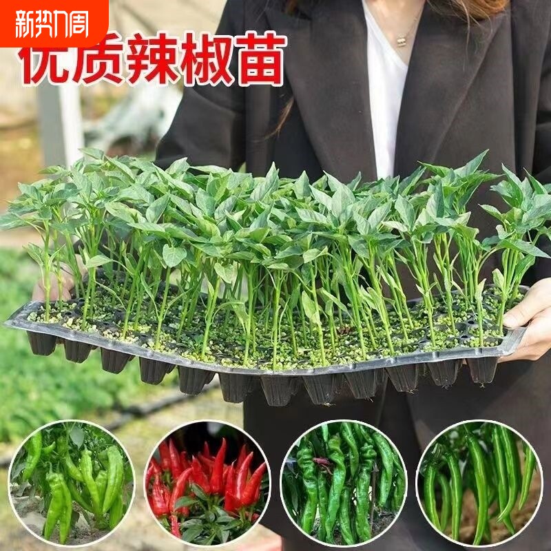 辣椒秧苗带土四季盆栽地栽朝天椒薄皮牛角椒小米椒二荆条批发特辣