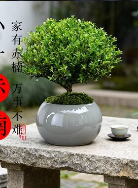 四季常绿小叶赤楠好养活颜值高