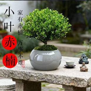 小叶赤楠盆景老桩盆栽绿植室内办公室绿植物四季好养迷你桌面花卉