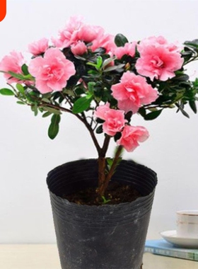 带花苞原土杜鹃花苗盆栽花卉植物室内外客厅阳台绿色盆景庭院花期