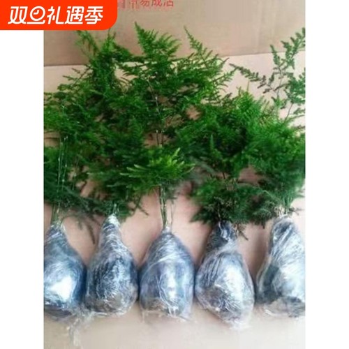 文竹四季阳台庭院包活好养发财树绿萝室内绿植花卉盆栽四季常青