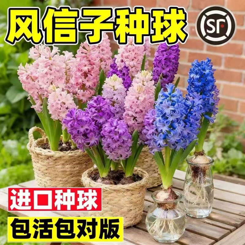 风信子种球盆栽带芽水培植物花卉室内绿植花水仙种子郁金香鲜花苗图片