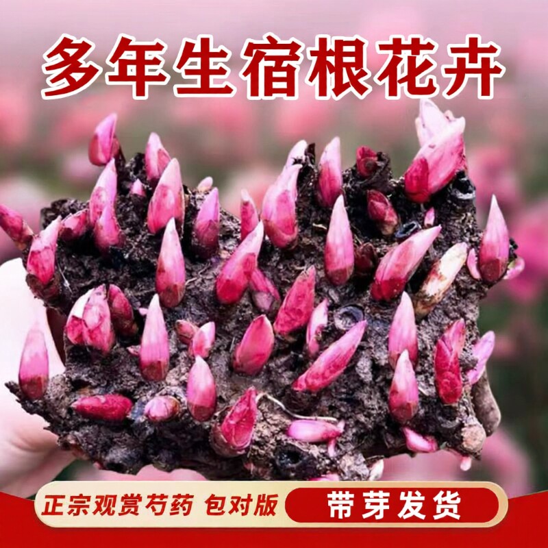 重瓣芍药根块花苗室内阳台盆栽室外庭院地载绿植耐寒耐热花卉带芽