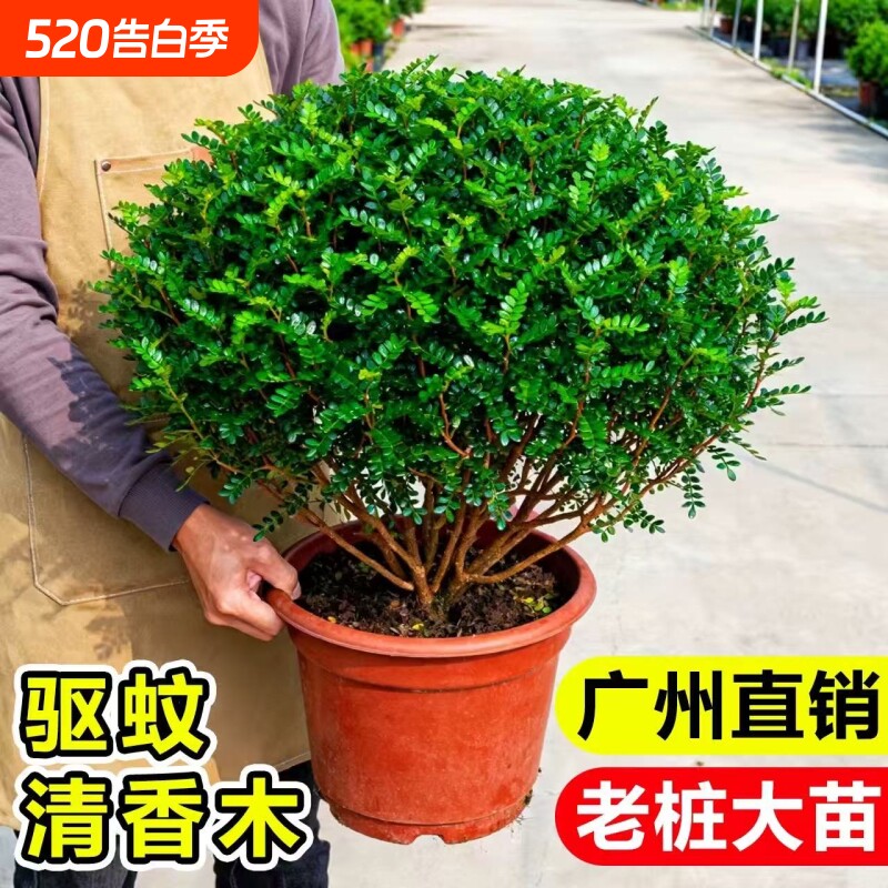 清香胡椒木盆栽花卉室内外薄荷驱蚊草植物树苗老桩盆景九里香绿植