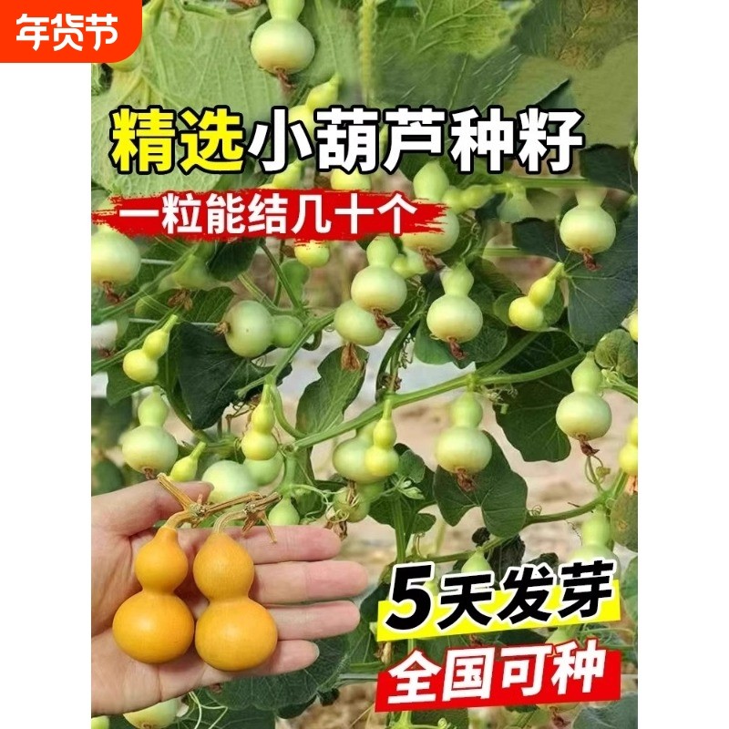 手捻葫芦种子文玩葫芦种籽小盆栽植物阳台葫芦种籽易生花卉大全,鲜花速递/花卉仿真/绿植园艺,家庭园艺种子,淘宝优惠券,粉丝福利购,淘宝优惠卷