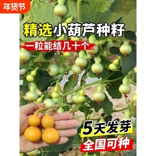 手捻葫芦种子文玩葫芦种籽小盆栽植物阳台葫芦种籽易生花卉大全