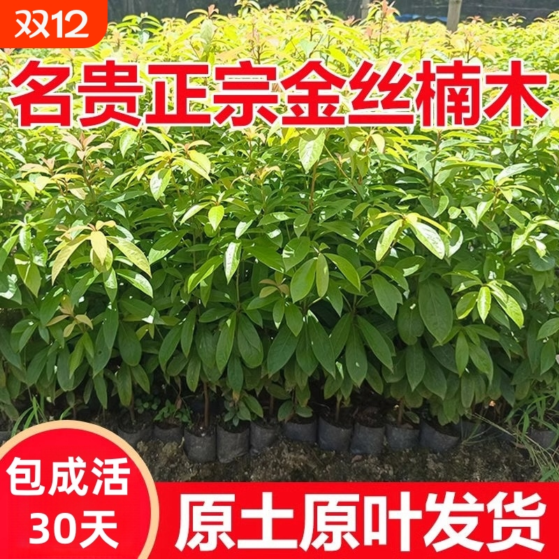 金丝楠木树苗正宗名贵小叶桢楠