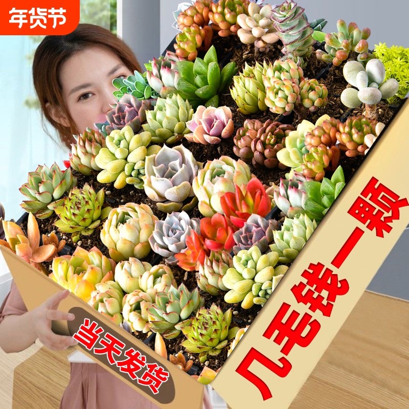 多肉植物大颗好养实惠组合绿植套餐室内外花卉小盆栽含盆土可批发,鲜花速递/花卉仿真/绿植园艺,多肉植物,淘宝优惠券,粉丝福利购,淘宝优惠卷