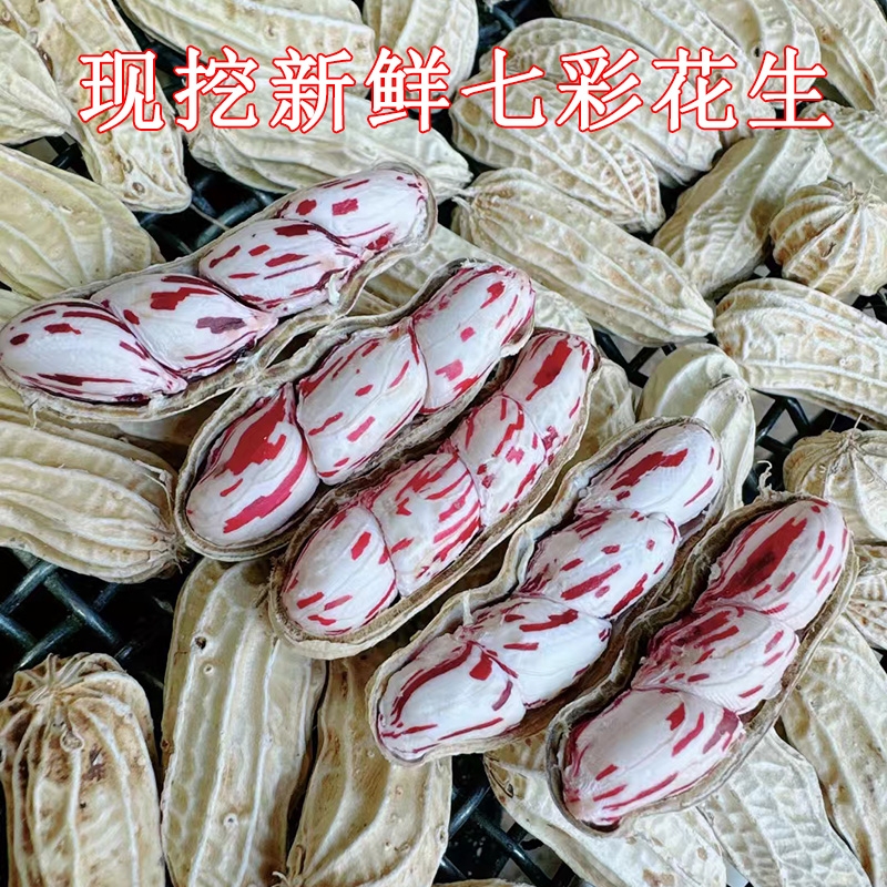 2025年云南七彩花生新鲜现拔现挖无泥湿五彩花生水果花生奶油花生
