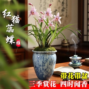 名贵建兰带花苞红猫蕊蝶四季 兰花苗室内好养浓香花卉带盆栽好绿植