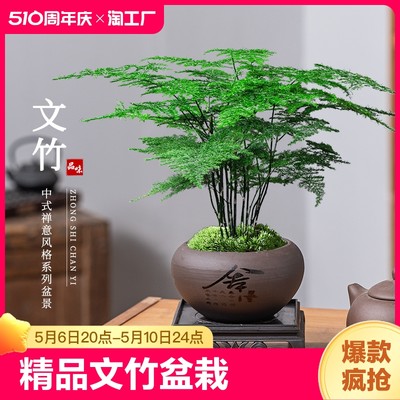 文竹盆栽植物室内花卉盆景客厅办公室桌面小绿植好养云竹四季常青