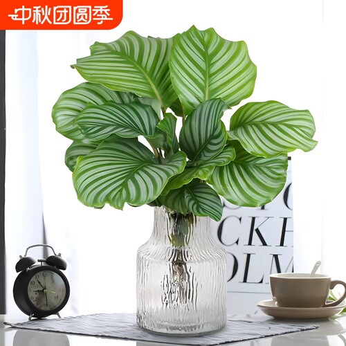 水培植物青苹果竹芋盆栽孔雀竹芋四季常青办公室内绿萝好养绿植物