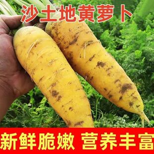 黄萝卜新鲜山西黄胡萝卜手抓饭带泥现挖冰糖心头茬产地直发时令