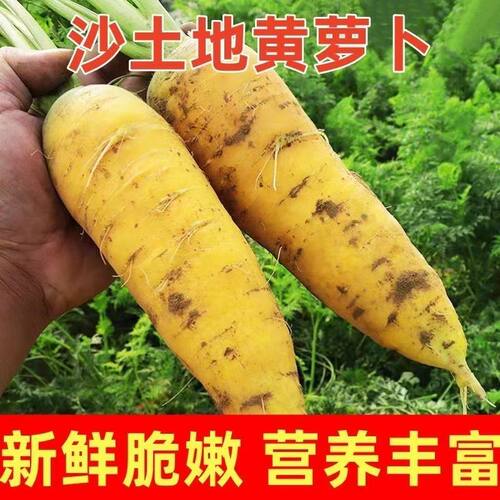 山西黄胡萝卜手抓饭带泥发货