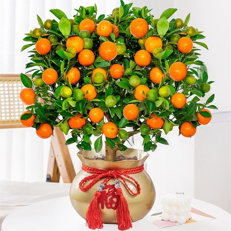 四季金桔树苗盆栽带果客厅招财植物室内花卉绿植小橘子盆景年宵花