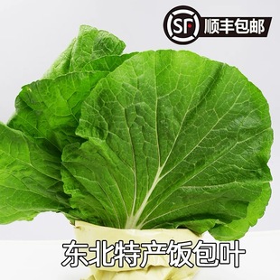 顺丰包邮东北饭包叶农家新鲜现摘大白菜饭包专用蘸酱菜白菜叶商用