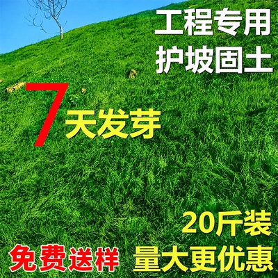 护坡固土草籽耐寒旱四季常青种子