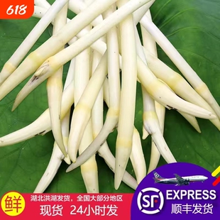 顺丰包邮新鲜藕带藕尖现挖现发藕肠子莲藕梢农家时蔬3斤洪湖野生