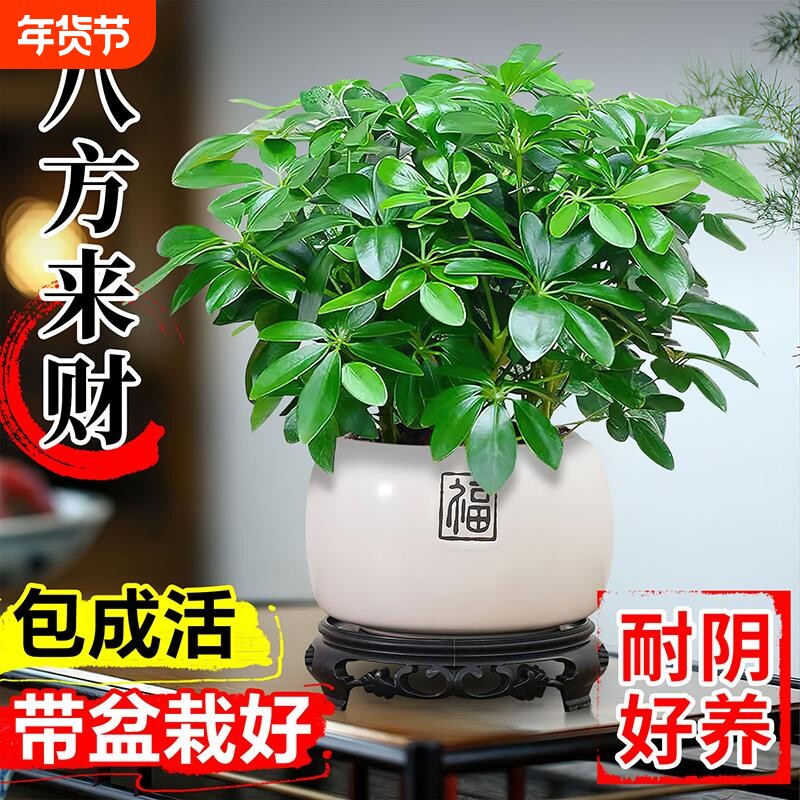 八方来财鸭脚木盆栽绿植物室内花卉四季桌面阳台七叶莲客厅茶桌
