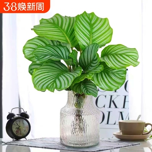 青苹果竹芋盆栽水培植物客厅孔雀竹芋办公室内桌面四季好养绿植