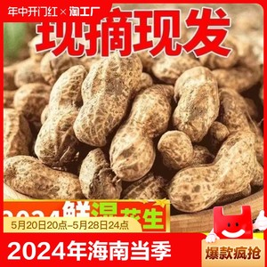 海南东方新龙镇新鲜粉皮花生2024年当季新鲜带壳湿花生带泥巴包邮