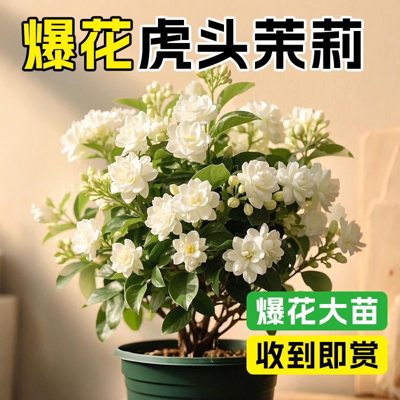 正宗虎头茉莉花盆栽重瓣大