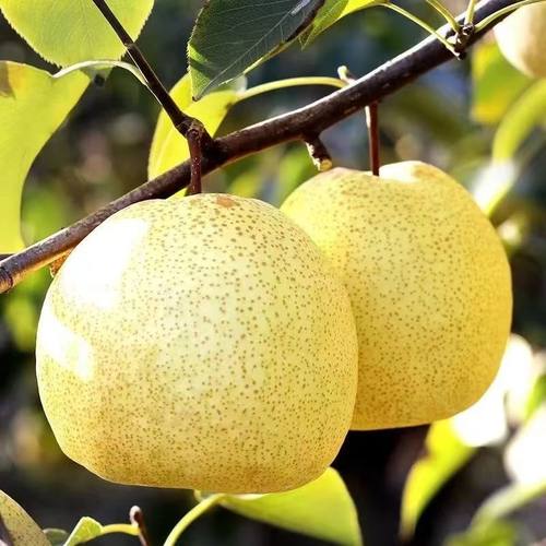 砀山梨新鲜梨子水果梨应季现摘安徽特产汤山酥梨包邮