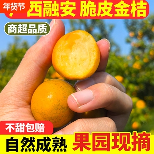 融安脆皮金桔广西金桔甜蜜纯甜无籽特大果现摘融安滑皮金桔应季