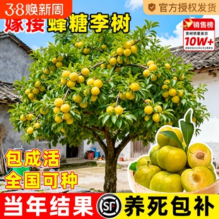 蜂糖李子树苗新品种果树果苗盆栽四川嫁接种植黄金庭院老桩结果