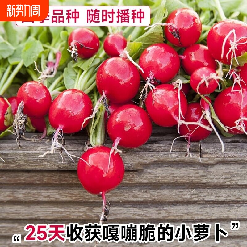 水果樱桃萝卜种籽大全阳台盆栽凤梨萝卜种子红白小萝卜种孑苗