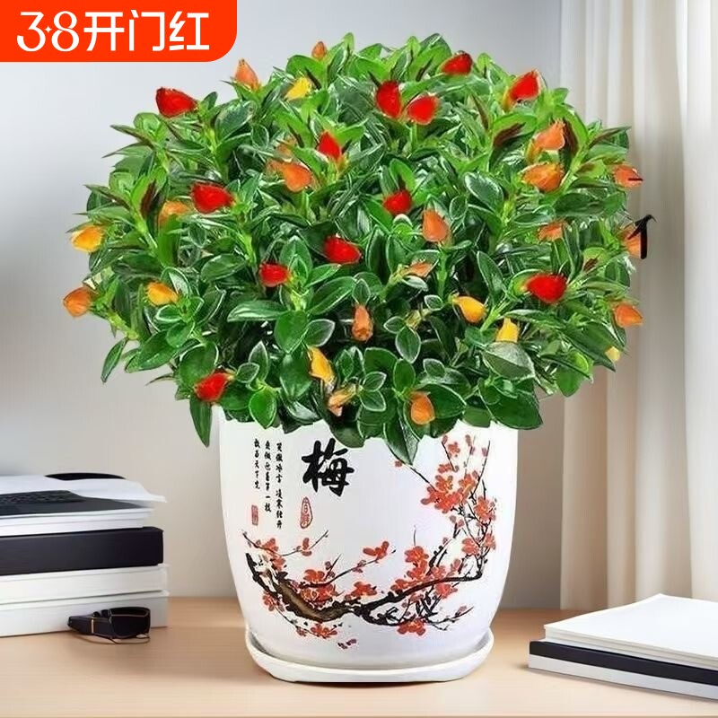 新品金鱼吊兰盆栽室内阳台秋冬好养四季耐寒开花卉绿植物不带花苞