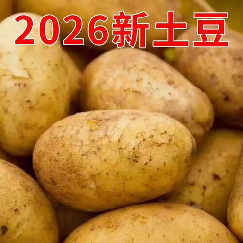 2026年新土豆贵州威宁黄心