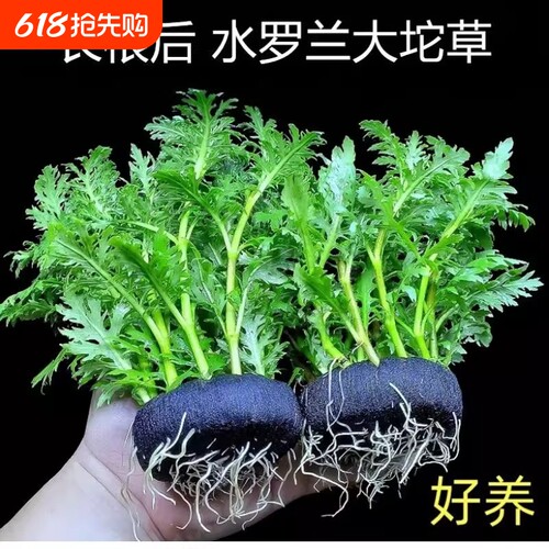 水罗兰基四季鱼缸装饰底座鱼池沉底水草躲避造景增氧底部鹦鹉鱼