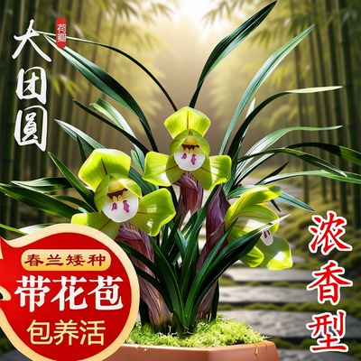 春兰带花苞名贵兰花苗矮种好养室内花卉绿植盆栽大富贵客厅办公桌