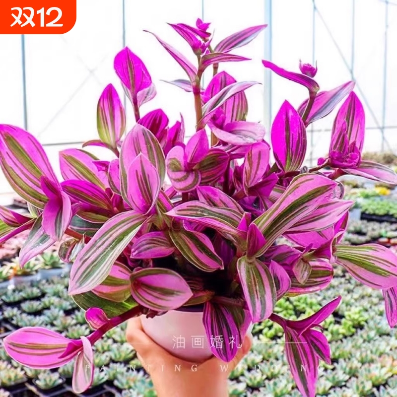 油画婚礼吊兰水培植物小苗盆栽花盆老桩大号大盆好养阳台桌面花卉