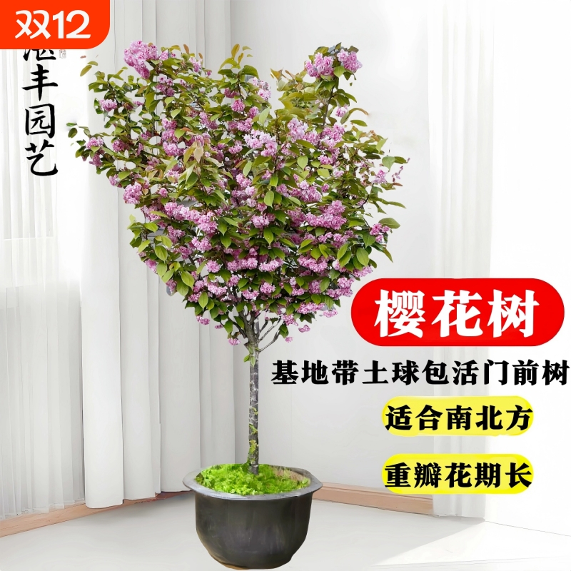 日本樱花树苗南北方室外庭院种植绿化工程大型风景树花卉盆栽植物
