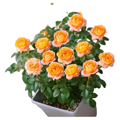 月季盆栽花苗四季开花阳台适用