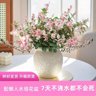 花叶络石四季盆栽室内客厅阳台耐寒好养叶子花卉摆放水培桃花水养